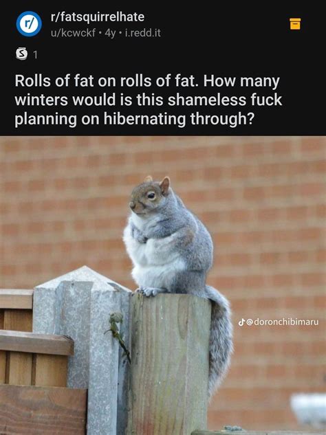 fat squirrel hate